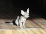 Our first oriental cat (born 17.07.2008)