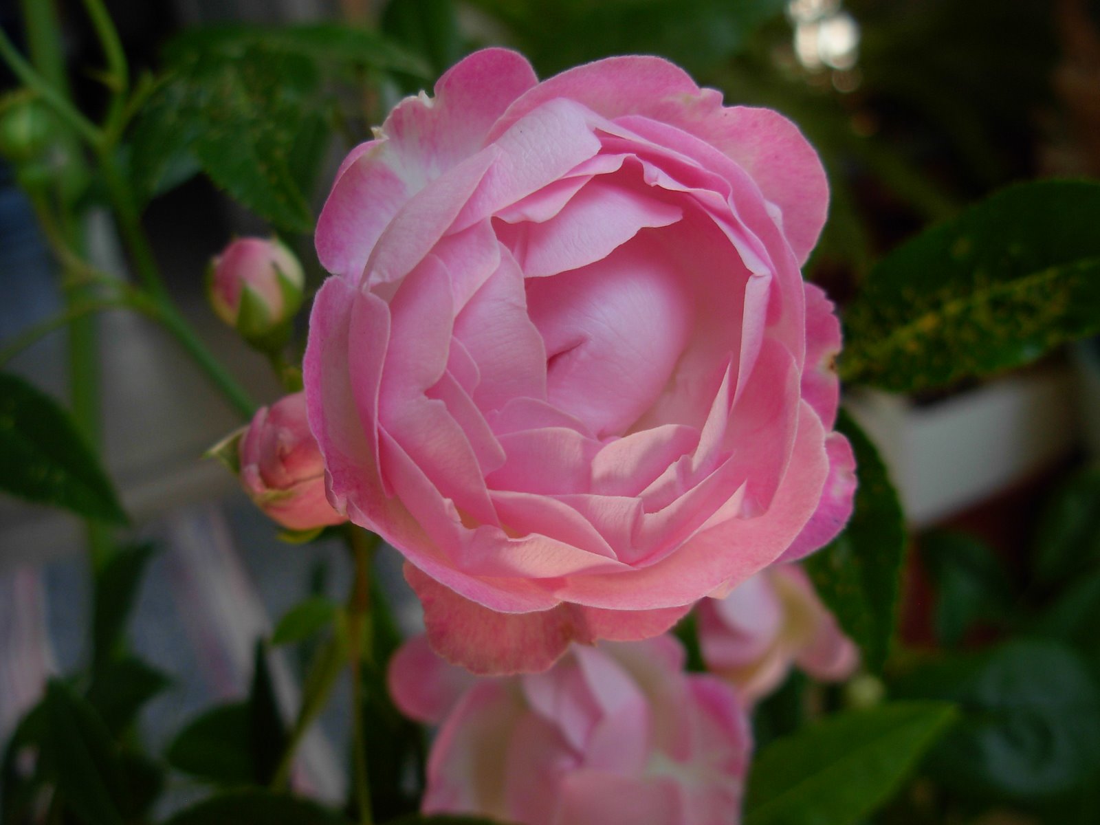 [DSCN3147.JPG]