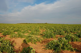 "CAMPOS MANCHEGOS DE VIDES"