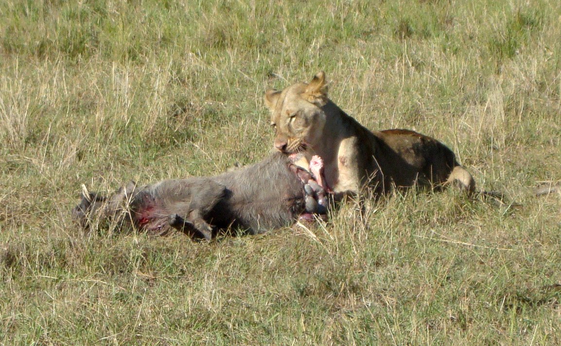 Male Lion vs Hyenas