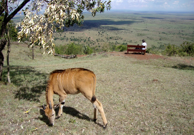 An antelope named Barati roams ...