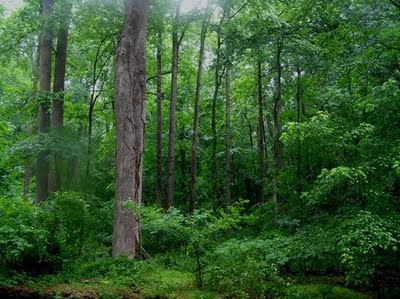 Berita Kehutanan Hutan Bagi Masa Depan Indonesia Berita Kehutanan Hutan Bagi Masa Depan Indonesia