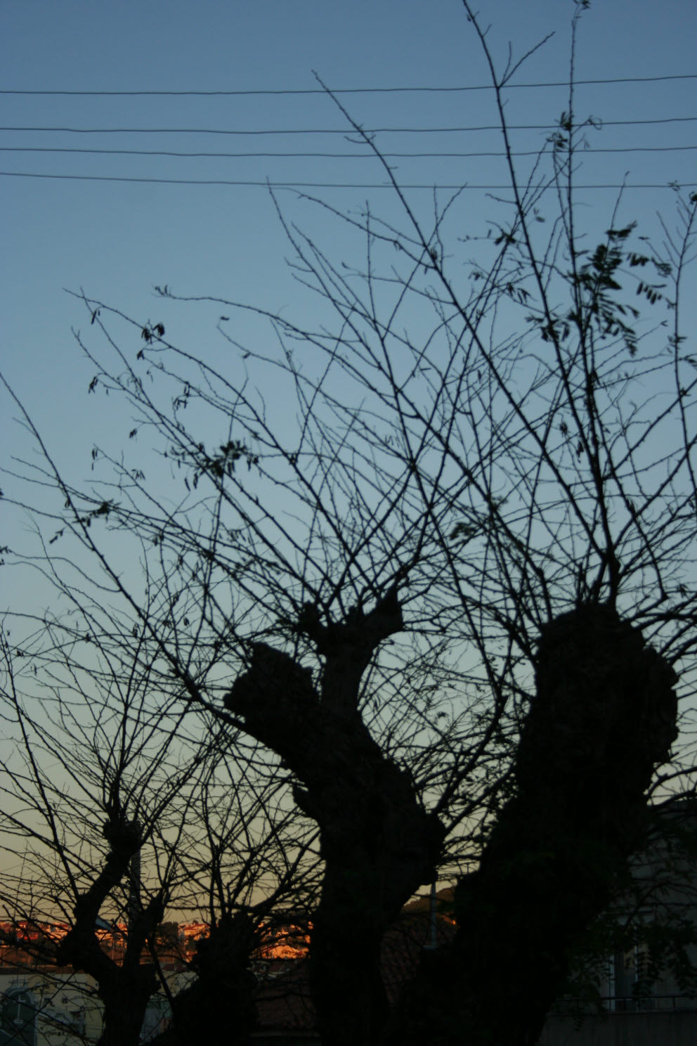 [IMG_7175.JPG]
