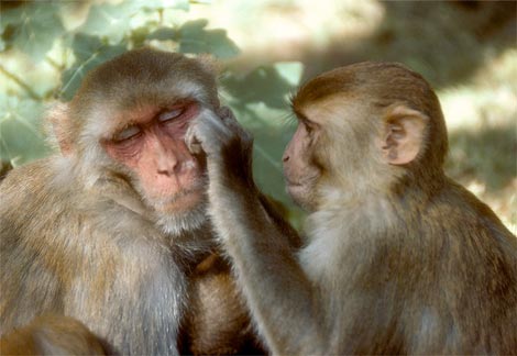 [monkeys-grooming.jpg]