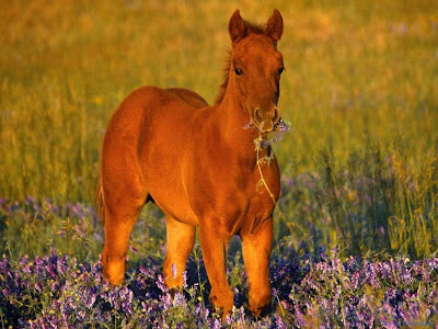 baby-horse.jpg