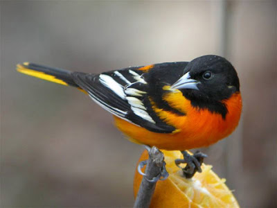 maryland bird baltimore oriole pictures state birds