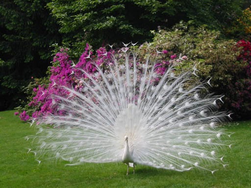 40 Amazing Albino Animals Wallpapers