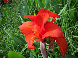 A common red flower