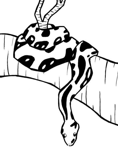 Desenho De Cobra Colorir Desenhos De Animais Para Pintar Desenhos Para Colorir Cobra sucuri tenta atacar o barco. desenhos para colorir blogger