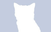 alternative facebook profile kitten photo