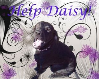 [help+daisy.jpg]