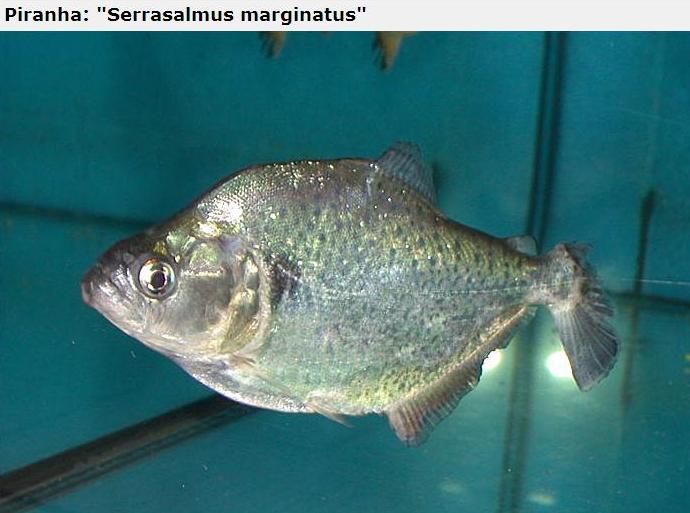 A lot of Piranhas Imagem_piranha17