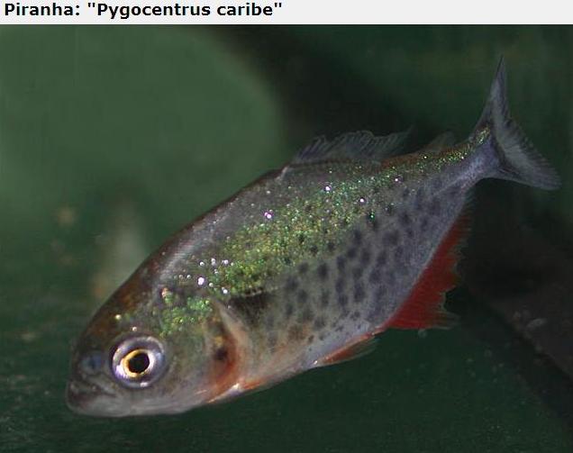 A lot of Piranhas Imagem_piranha2