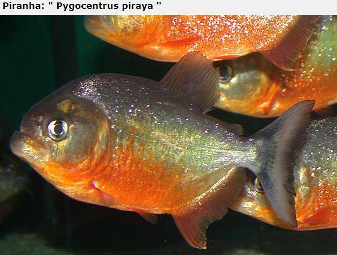 A lot of Piranhas Imagem_piranha8