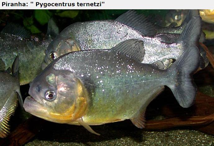 A lot of Piranhas Imagem_piranha9