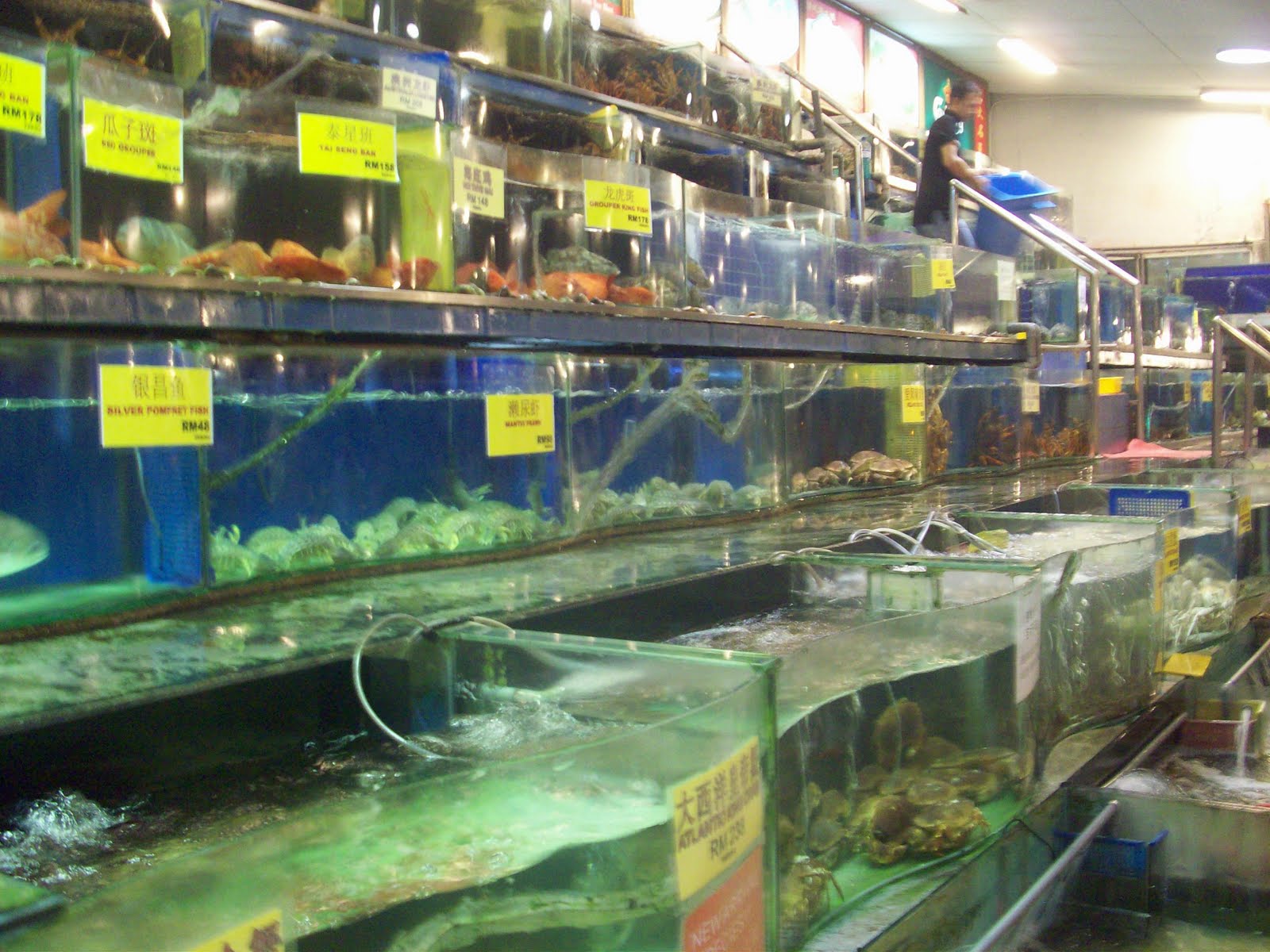 Australian Snow Crab