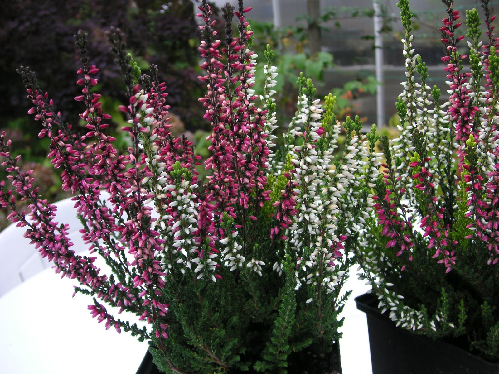 Calluna Vulgaris