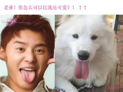 [Collection] Funny DBSK DBSK+%3D+Dogs+(8)