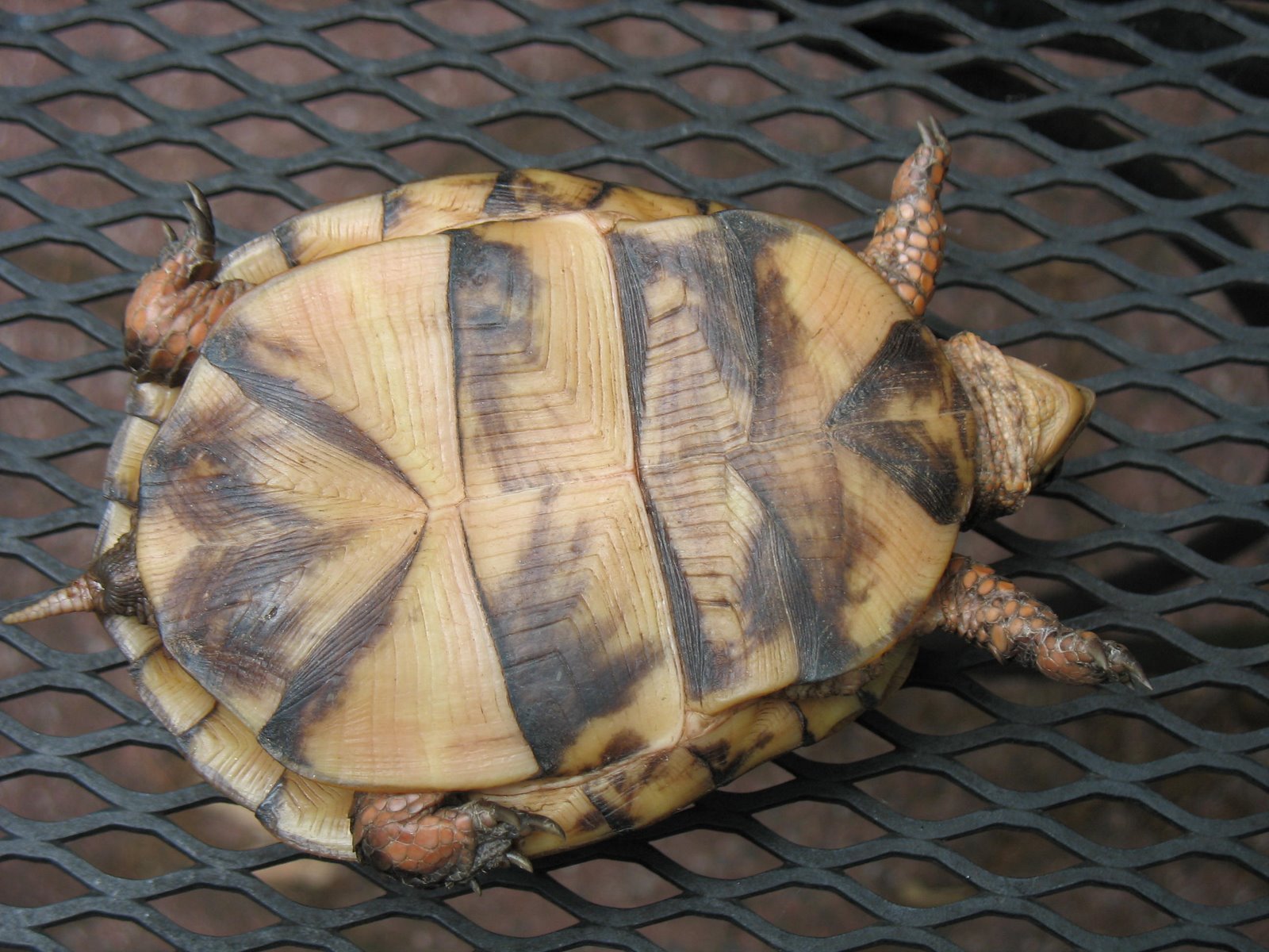 [Tortoise3+'08.JPG]