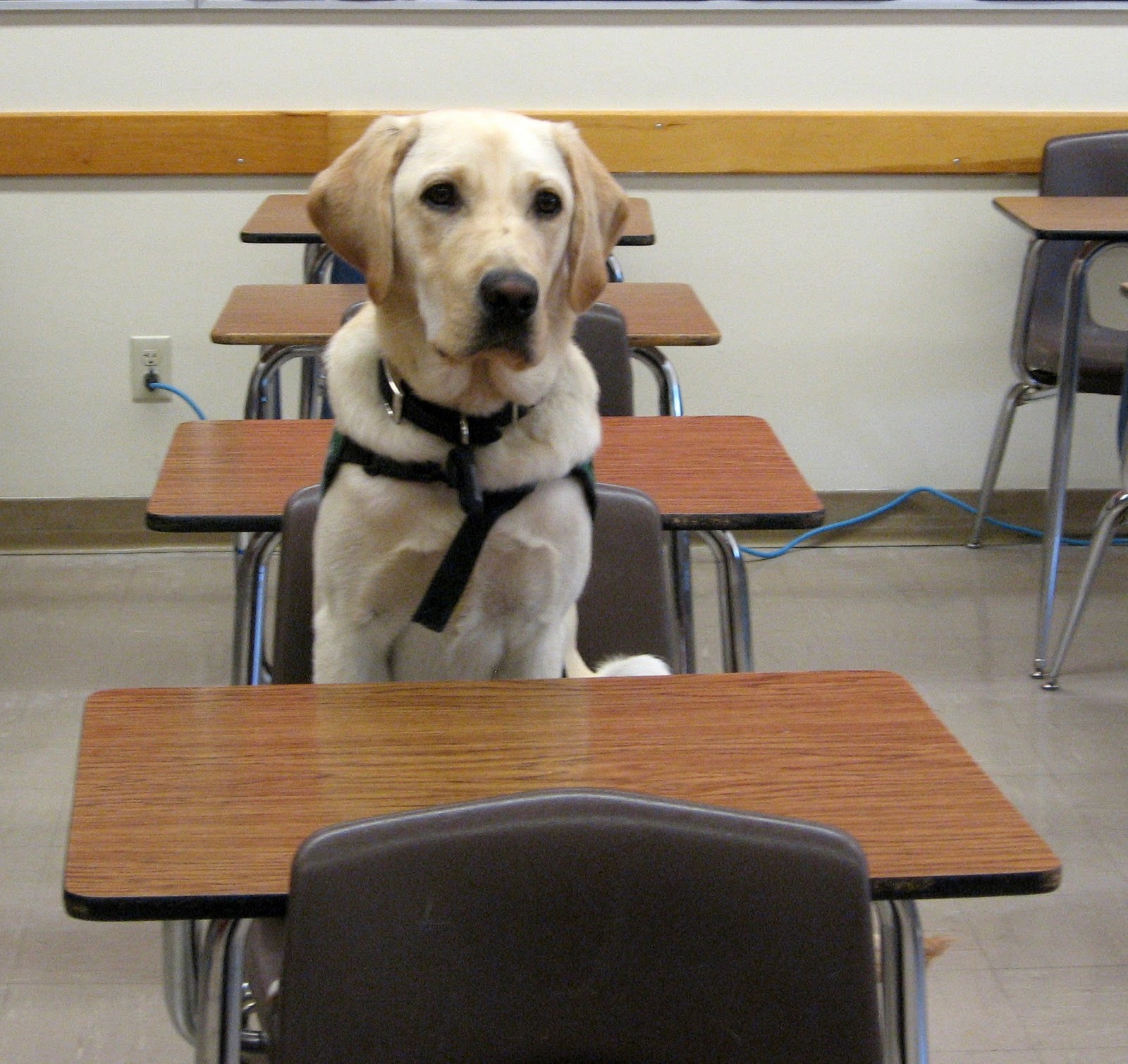 Snips And Snails A Puppy Dog Tale September 2010