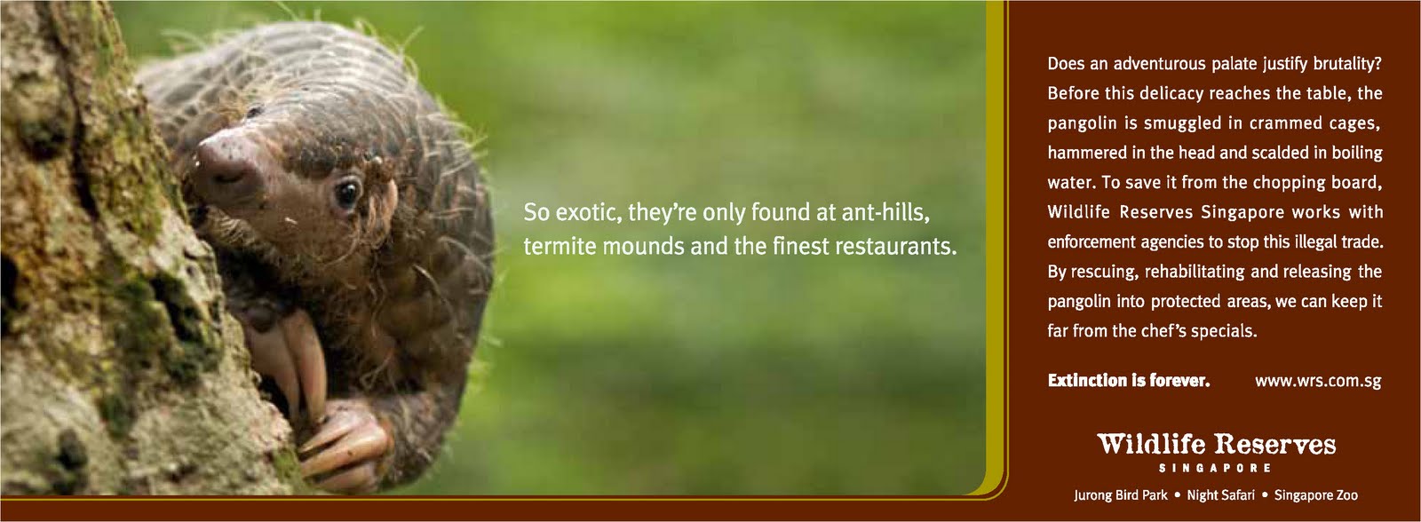 [WRSCF.Press.Pangolin.jpg]