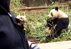 marco with Feng Feng the panda