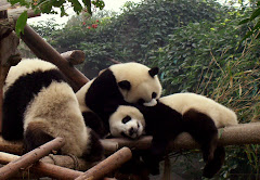 pandas in kindergarten