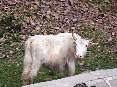 white yaks of Parey