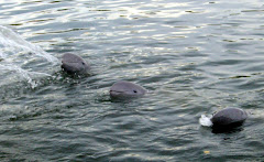 snub-nosed dolphins