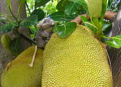 marco in a durian fruit tree, Thaialnd.