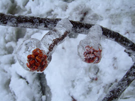 January Winter Snow and Ice Storm