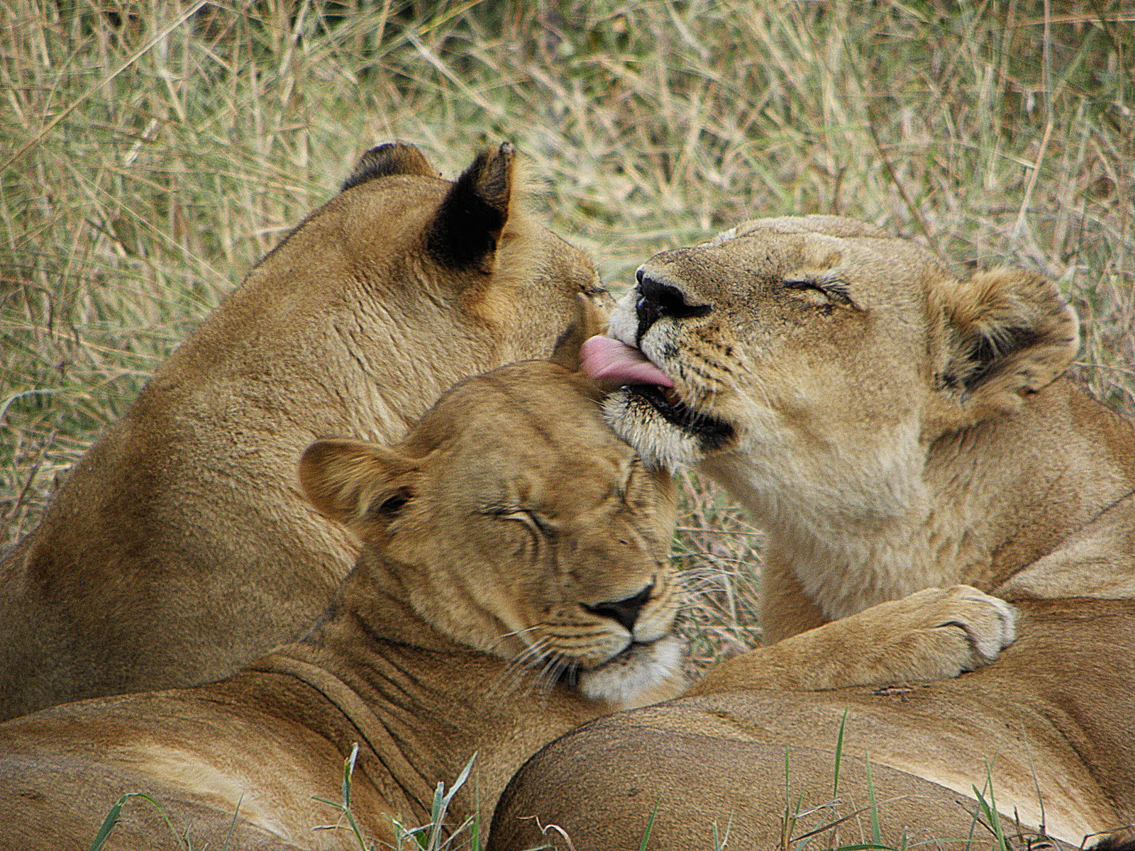 A Breath of Fresh Air The 'loo' and the lions...........