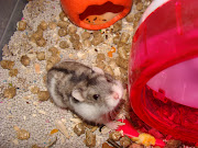 Toby