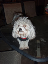 Odie Dog