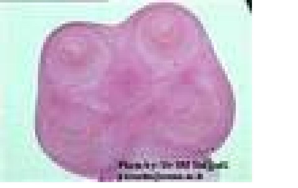 PeCuArIa SiN fRoNtErAs