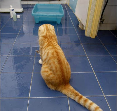 komik videolar mizah fikralar komik resimler