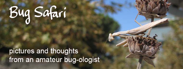 Bug Safari