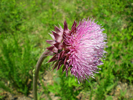 thistle