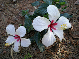 hibiscus