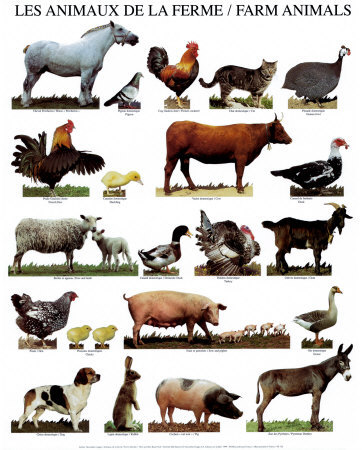 Different Farm Animals