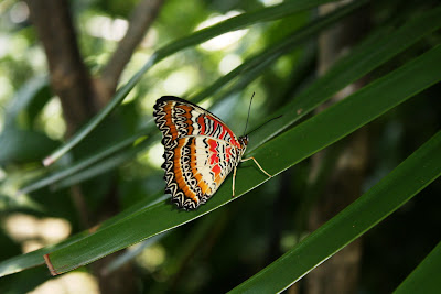 Rainforest Butterflies Names