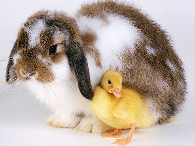 easter bunnies and chicks. easter bunnies and chicks.
