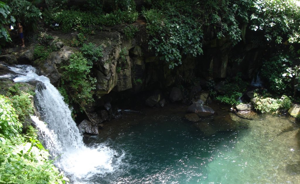 Canicularis Parque Nacional Barranca del Cupatitzio en Uruapan, Mich.