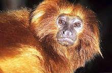 mico-leão-dourado (Leontopithecus rosalia)