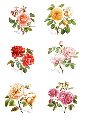 Beautiful Pottery Portmeirion Botanic Roses Motifs