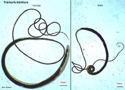 Cacing+gelang