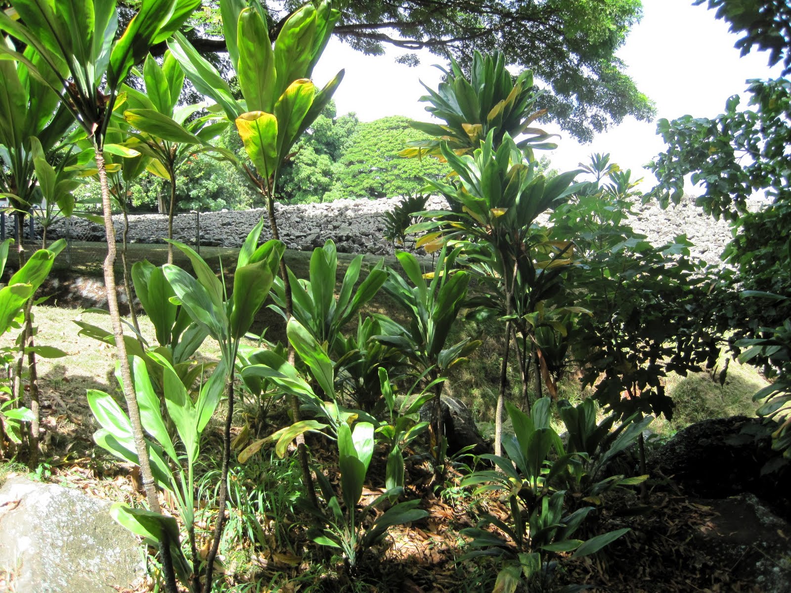 Experience Hawaii Enjoy Honolulu Festival Native Hawaiian Plants