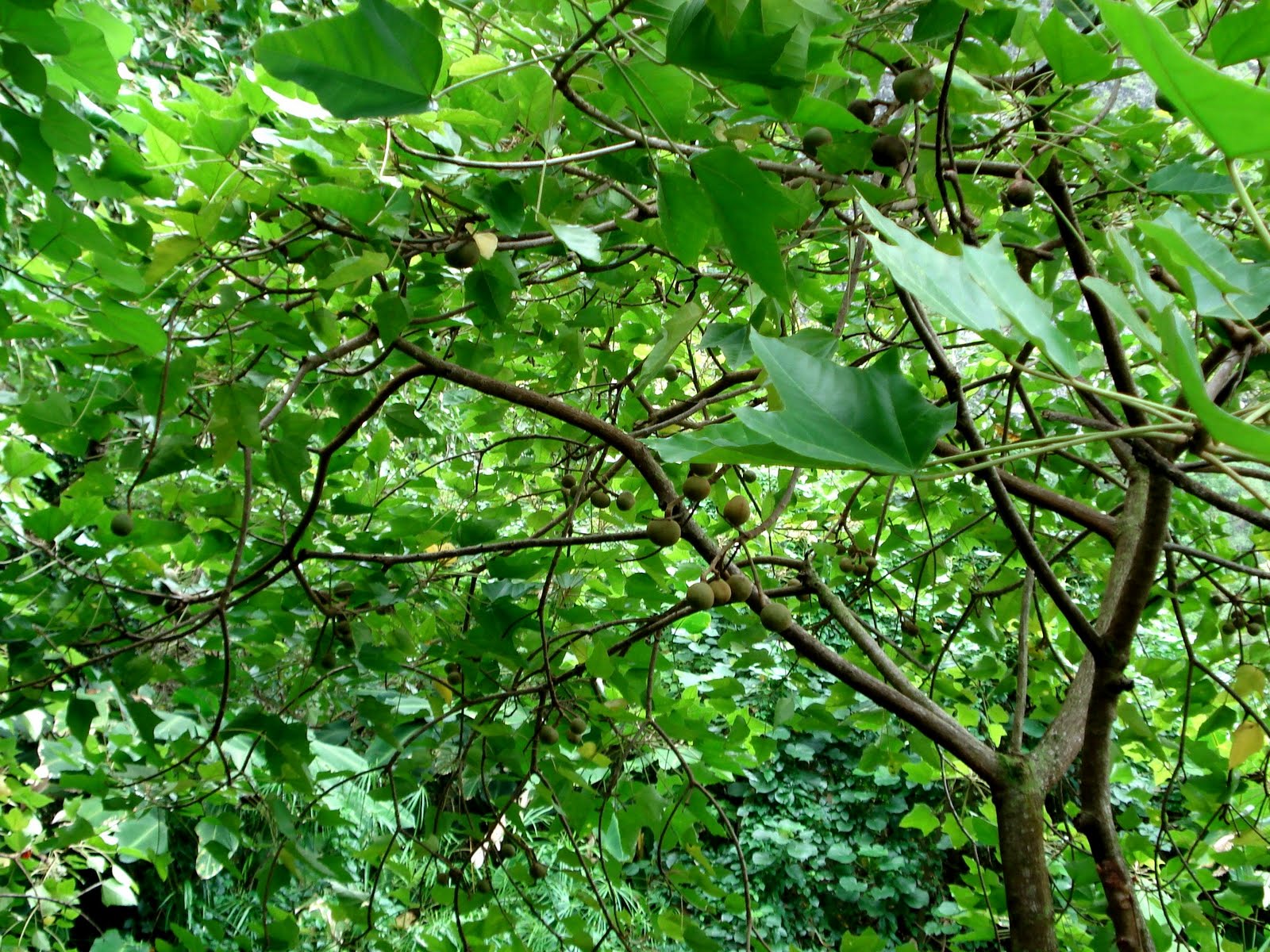 Experience Hawaii Enjoy Honolulu Festival Native Hawaiian Plants