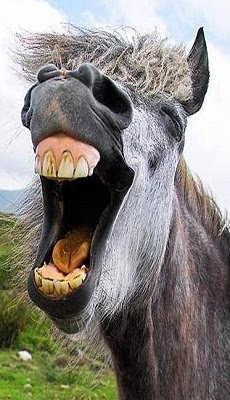caballo. humor. cuidado con los huevos