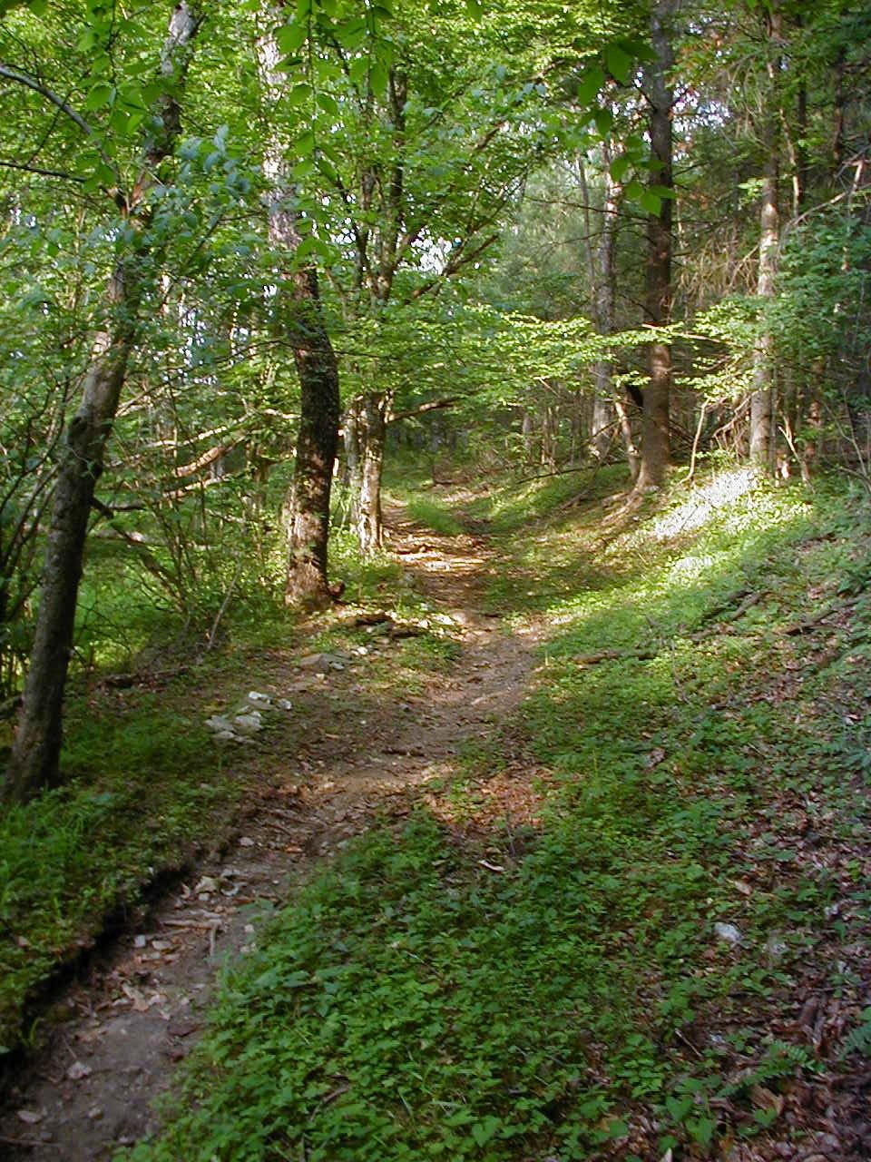 [woods+path.JPG]